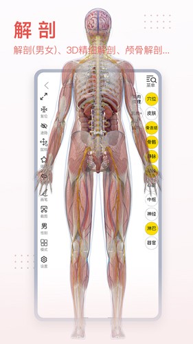 3Dbody艺用  v8.7.40图3