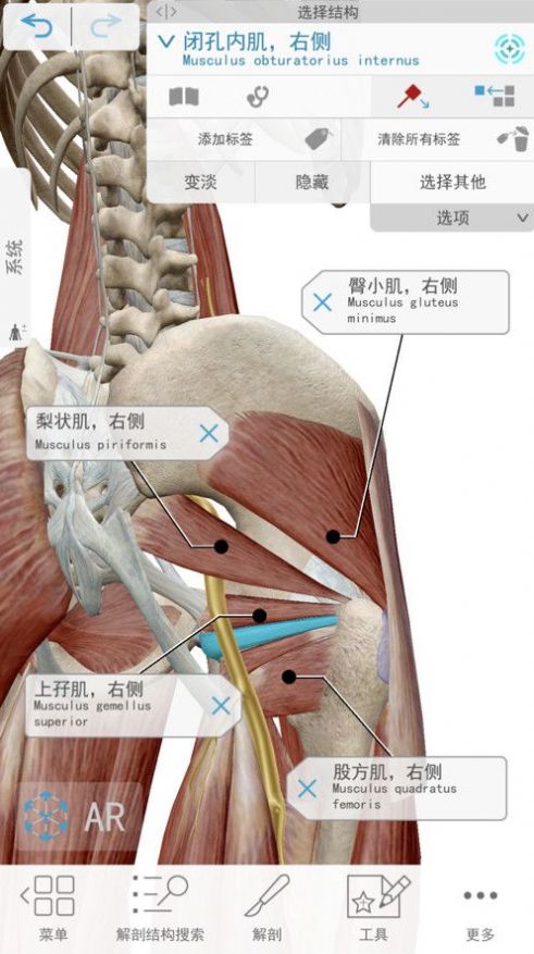 2022人体解剖学图谱  v5.3.2图3